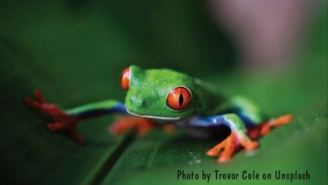 Darren frog
